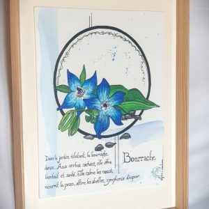 Illustration botanique de bourrache officinale
