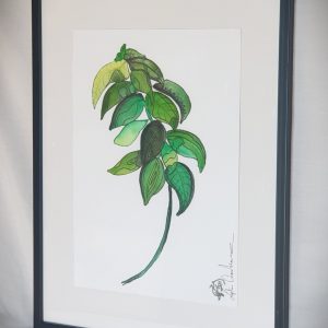 Illustration botanique de basilic en aquarelle et feutre – œuvre aromathérapeutique