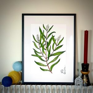 Illustration botanique de cajeput (Melaleuca cajuputi) – œuvre aromathérapeutique et esthétique