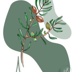 Reproduction numérique A4 de l’illustration argan
