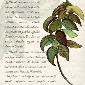Reproduction numérique A4 de l’illustration basilic