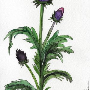Peinture botanique de bardane (Arctium lappa) peinte à la main – œuvre nature sauvage