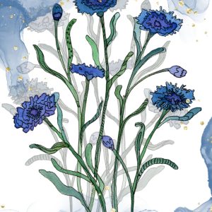 Reproduction numérique A4 de l’illustration bleuets