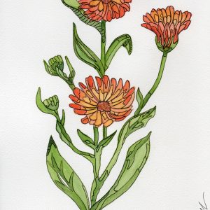 Illustration botanique de calendula en aquarelle et feutre – œuvre originale pour livre d’aromathérapie