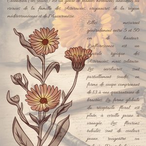 Reproduction numérique A4 de l’illustration calendula