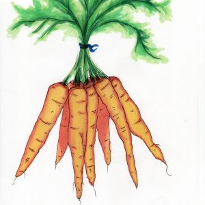 Illustration A4 aux feutres montrant un bouquet de carottes stylisée et humoristique pour un livre d’aromathérapie