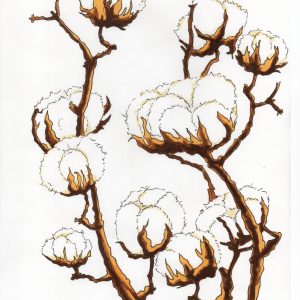 Illustration aux feutres représentant des capsules de coton botanique stylisées