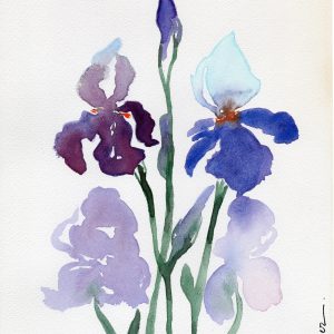 Aquarelle botanique d’un iris – illustration florale originale et printanière