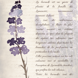 Reproduction numérique A4 de l’illustration lavande