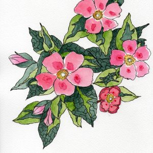 Aquarelle botanique de litsea citronnée réalisée à la main, illustration issue de mon livre
